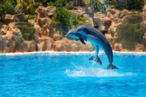 Loro Park, Tenerife