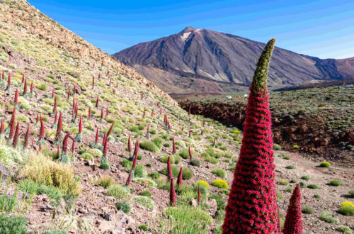 Tenerife sopka Teide